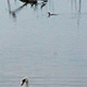 Baie-de-Somme