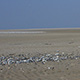 Baie-de-Somme