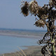 Baie-de-Somme